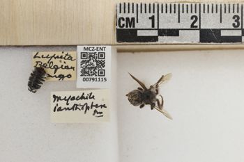 Media type: image;   Entomology 791115 Aspect: Labels